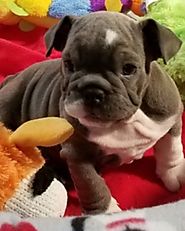 bulldog puppies for sale in ohio