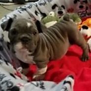 french bulldog puppies for sale near me