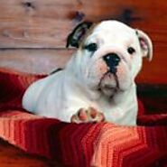English Bulldog puppies for Sale in Boston | Bulldog For Adoption