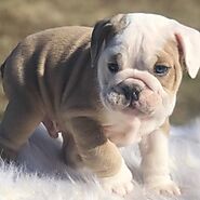Koju - BullDogShop | bulldog puppies for sale
