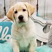 Merrissa - BullDogShop / Buy Female Puppies Online