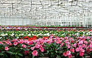 Visit a beautiful Nursery in Sequim - NewDungenessNursery