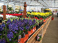 Sequim Nursery - NewDungenessNursery