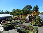 Sequim Nursery - NewDungenessNursery