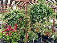 Nurseries in Sequim WA