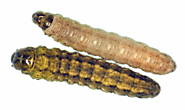 Cutworms Treatment in the Cayman Islands - Pestkil