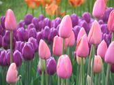 Exactly how To keep up FLower Bulbs