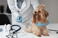 Veterinarian Mailing List