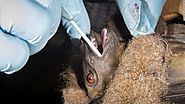 Bats are not to blame for coronavirus. Humans are - CNN
