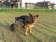 Is your dog in need of a dog wheelchair?