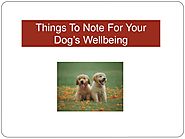 Things To Note For Your Dog’s Wellbeing