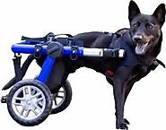 What to consider before buying a dog wheelchair?