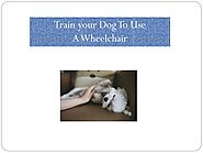 Train your Dog To Use A Wheelchair