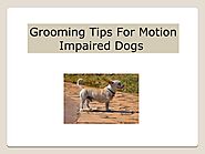 Grooming Tips For Motion Impaired Dogs