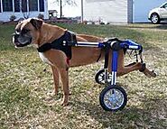 Rear Support Wheelchair For Dogs