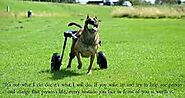 Rear support dog wheelchair for your canine
