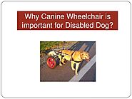 Why Canine Wheelchair is important for Disabled Dog?