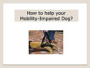 How to help your Mobility-Impaired Dog? by bestfriendmobility - Issuu