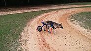 How to assess your pet for Canine Wheelchair?