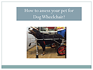 How to assess your pet for Dog Wheelchair?