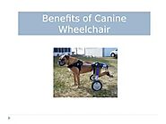 Benefits of Canine Wheelchair