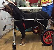 Dog Quad Wheelchair For Pet Disability