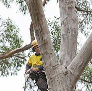 Understanding the Difference Between Tree Removal, Pruning and Trimming