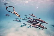 Wild Dolphins