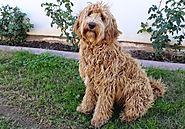 Labradoodles Lives Long