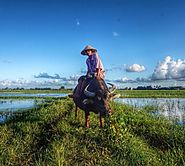 Paddy Fields and Country