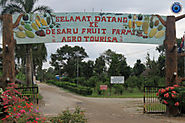 Desaru Fruit Farm