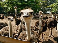 Desaru Ostrich Farm