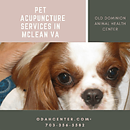 Pet Acupuncture Services in McLean VA