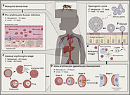 Malaria: Biology and Disease