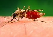 Fact sheet about Malaria - World Health Organization