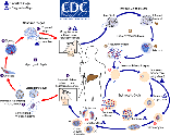 Malaria - Centers for Disease Control and Prevention