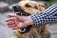 iframely: Why You Need an Experienced Dog Bites Attorney in Phoenix AZ?