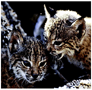 Acquired antibiotic resistance among wild animals: the case of Iberian Lynx (Lynx pardinus)