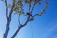 Tree Lopping Sydney - Tall Timbers Tree Services - Blog