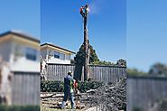 3 Signs You Need to Call Tree Removal Service in Sydney - Blog