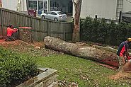 Stump Removal Service - Remove Stumps Quickly and Easily - Blog