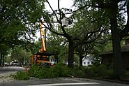 Tree Removal Sydney Services - Tall Timbers Tree Services - Blog