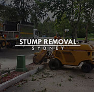 Reason Why You Need Stump Removal Sydney - Blog