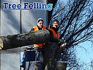 Tree Felling - Tall Timbers Tree Services