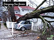 Emergency Tree Service | Professional Tree Services - Blog