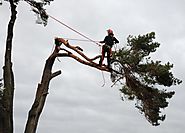 Tree Lopping Services Sydney | Tree Services Sydney - Blog