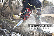 Tree Removal Service Hornsby | Professional Tree Services - Blog