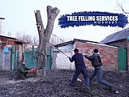 Tree Felling Services Hornsby Safe and Cost - Effective - Blog