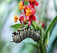 Plant Milkweed To Save Monarch Butterflies | Educational Science - Blog