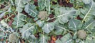How to Grow Broccoli | Promote Place